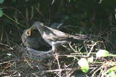 Amsel-9-Tag-Fütterung-7.jpg